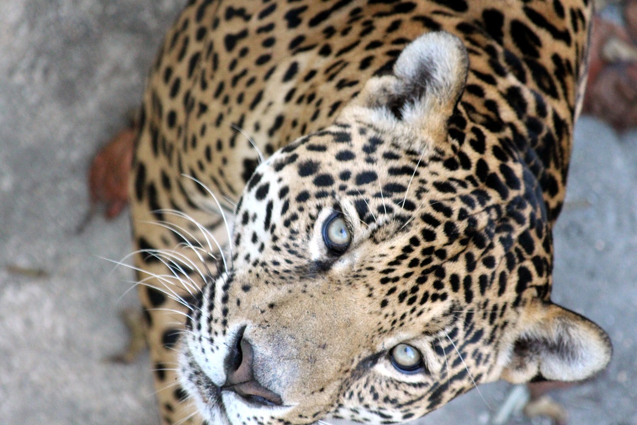 jaguar panthera onca predatory cat free photo