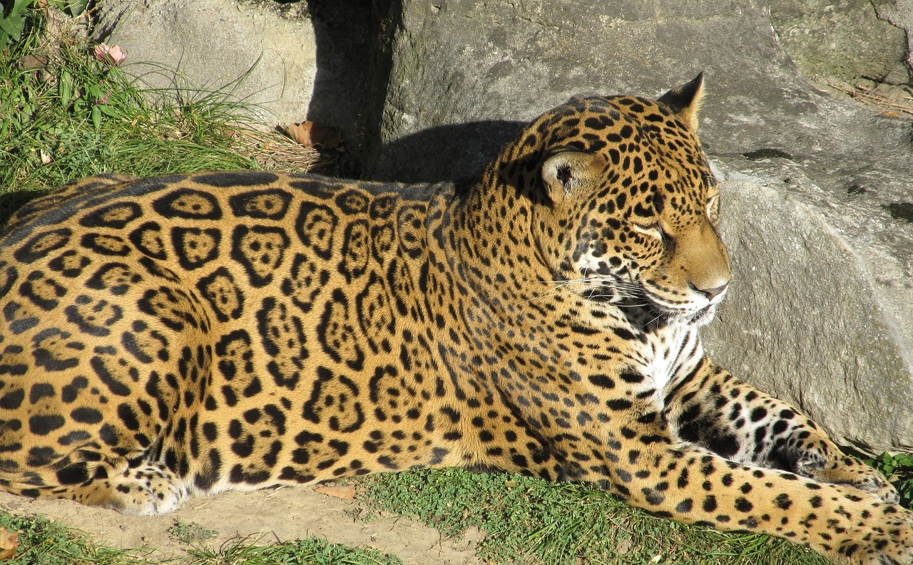 jaguar big cat feline free photo