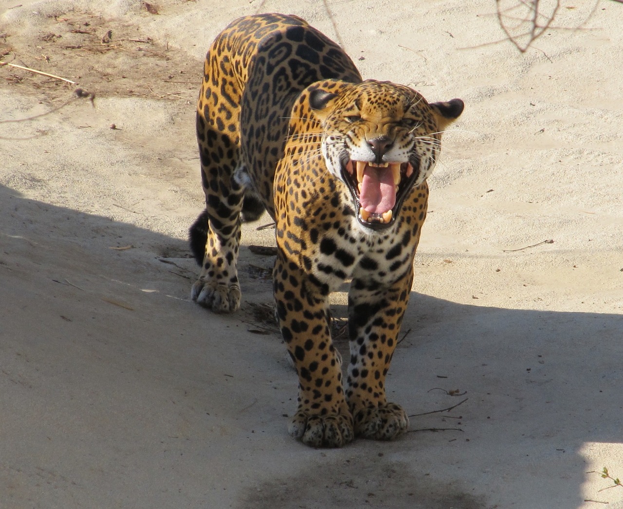 jaguar growling snarling free photo