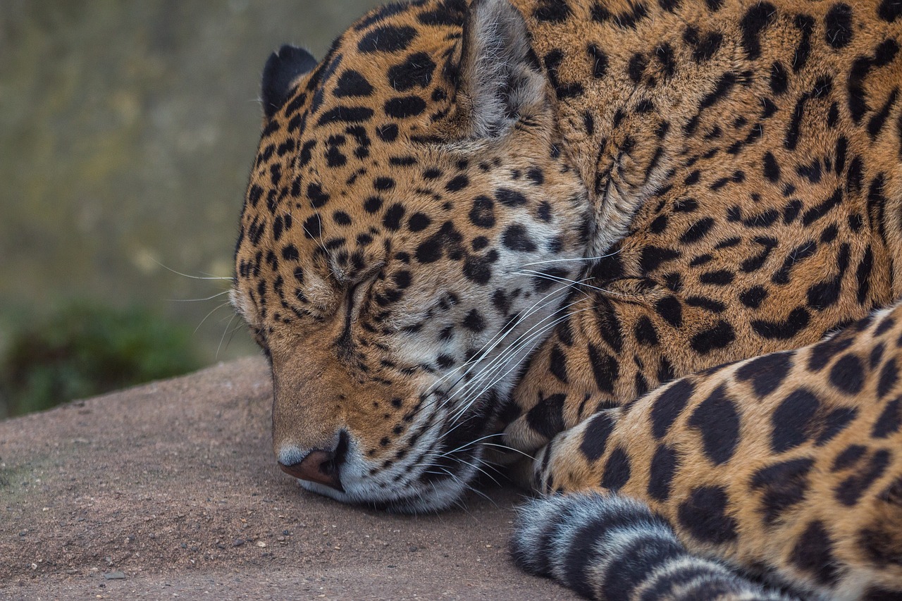 jaguar big cat wildcat free photo