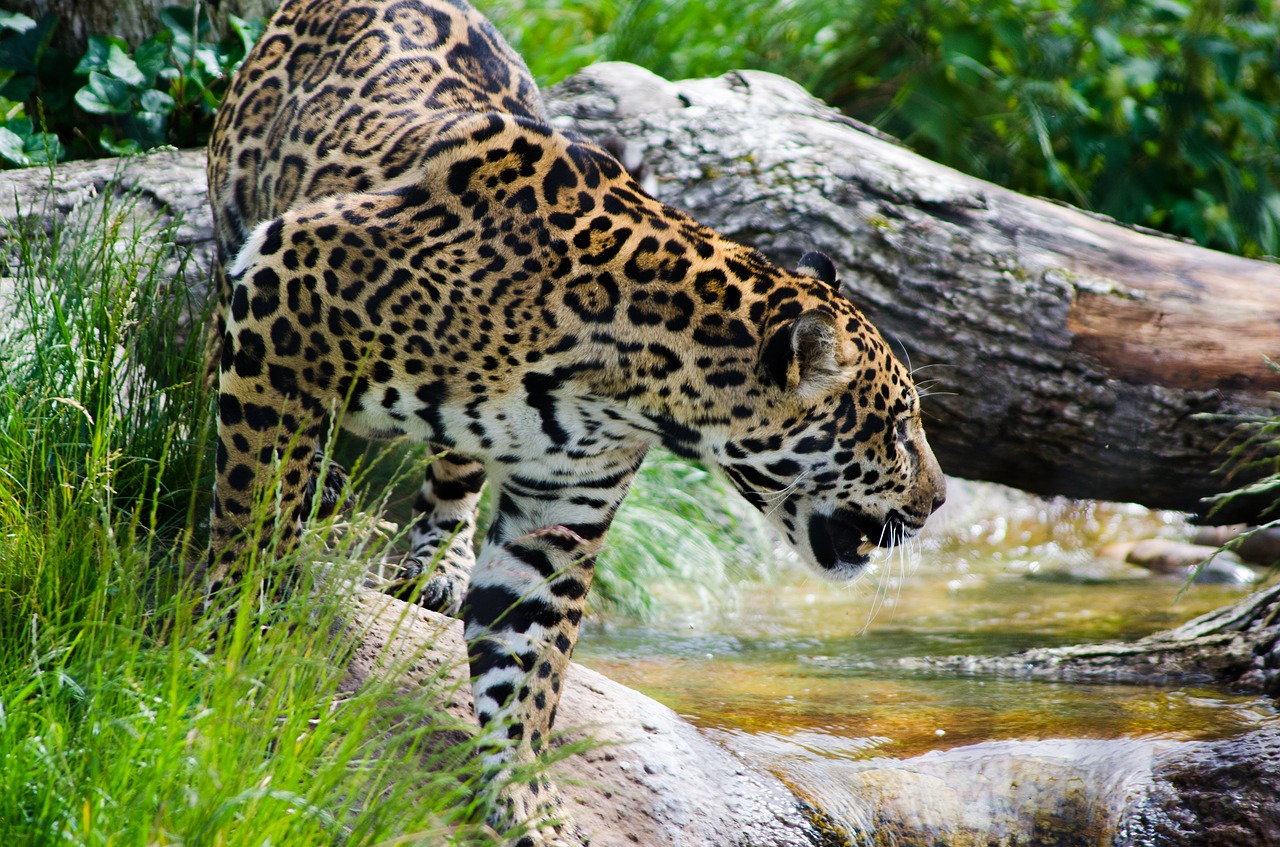 jaguar big cat wild animal free photo
