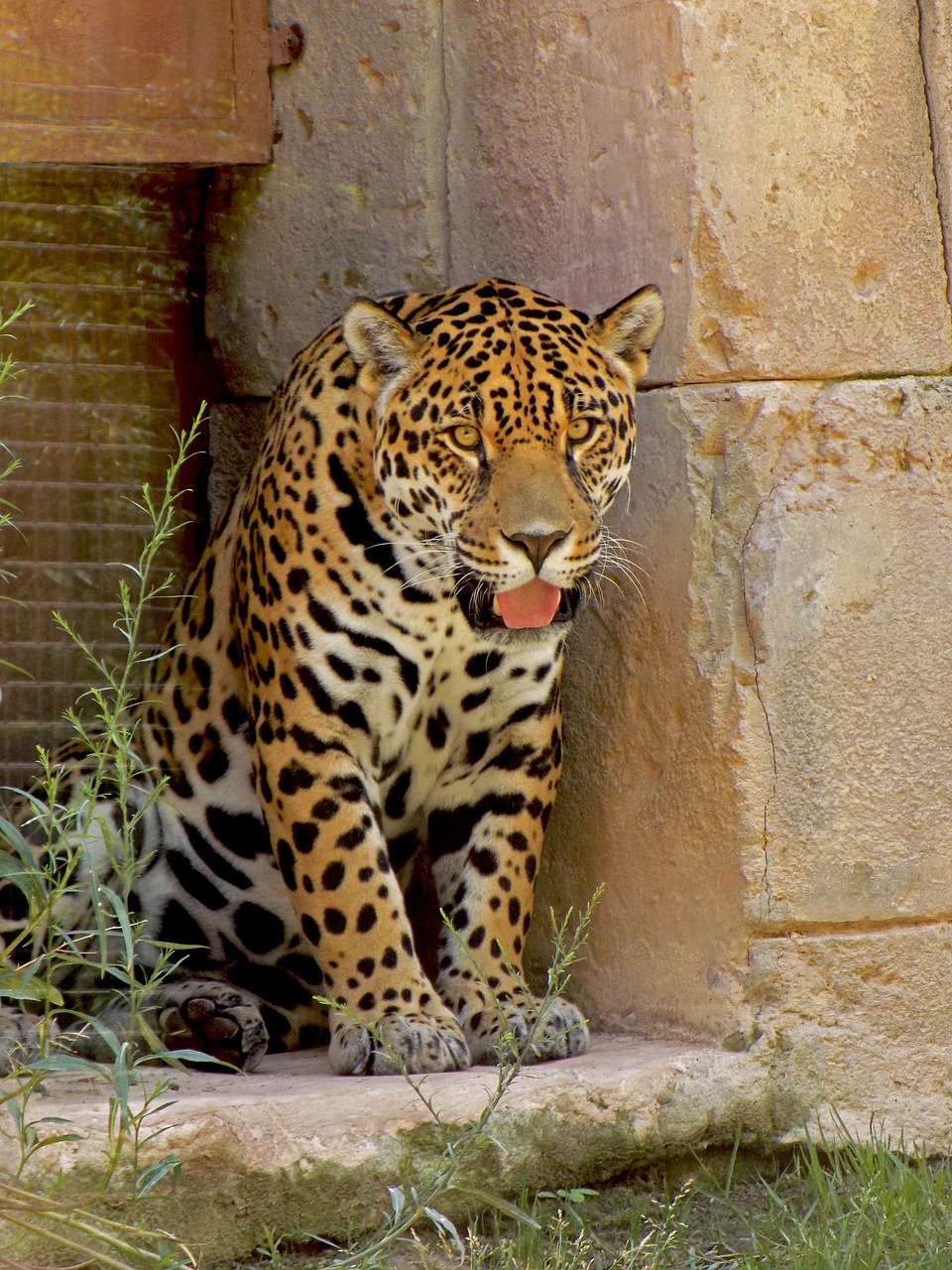 jaguar spots feline free photo