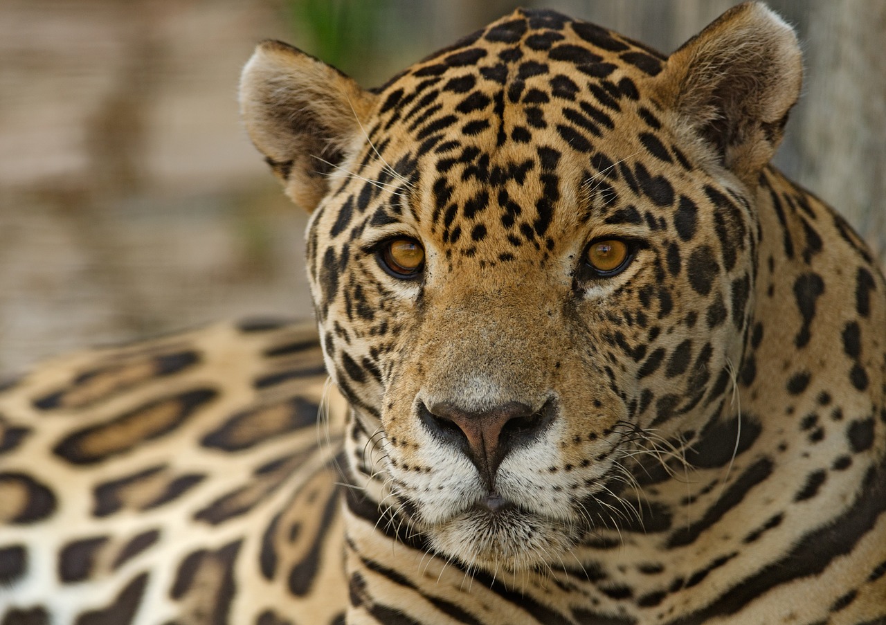 jaguar feline spots free photo