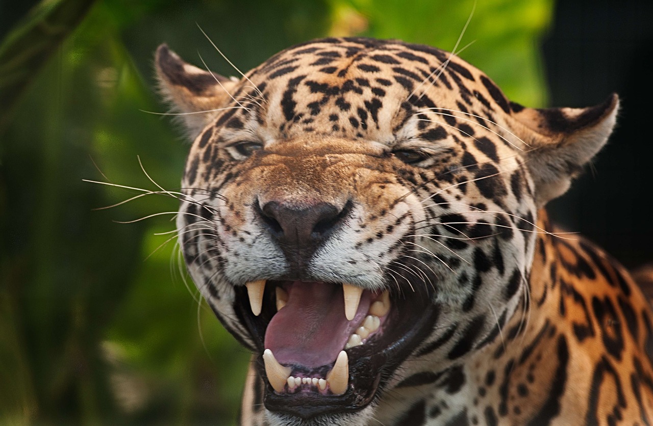 jaguar panthera onca spots free photo