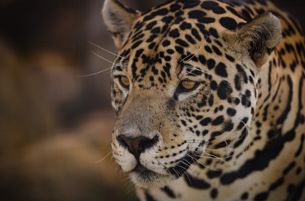 jaguar panthera onca eyes free photo