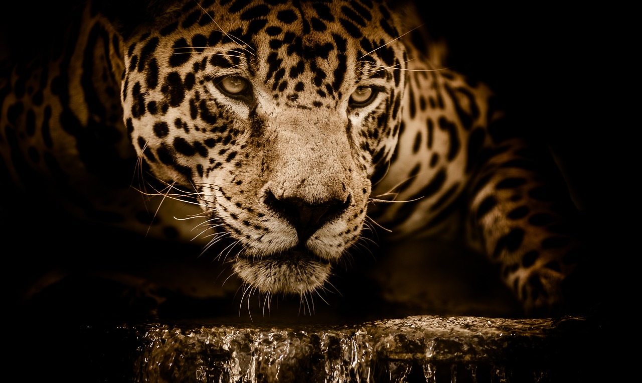 jaguar water stalking free photo