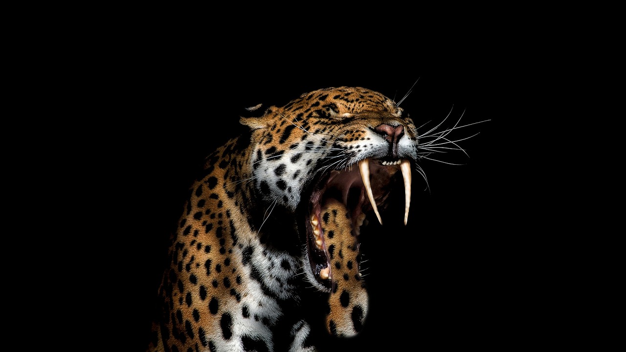 jaguar animal wild free photo