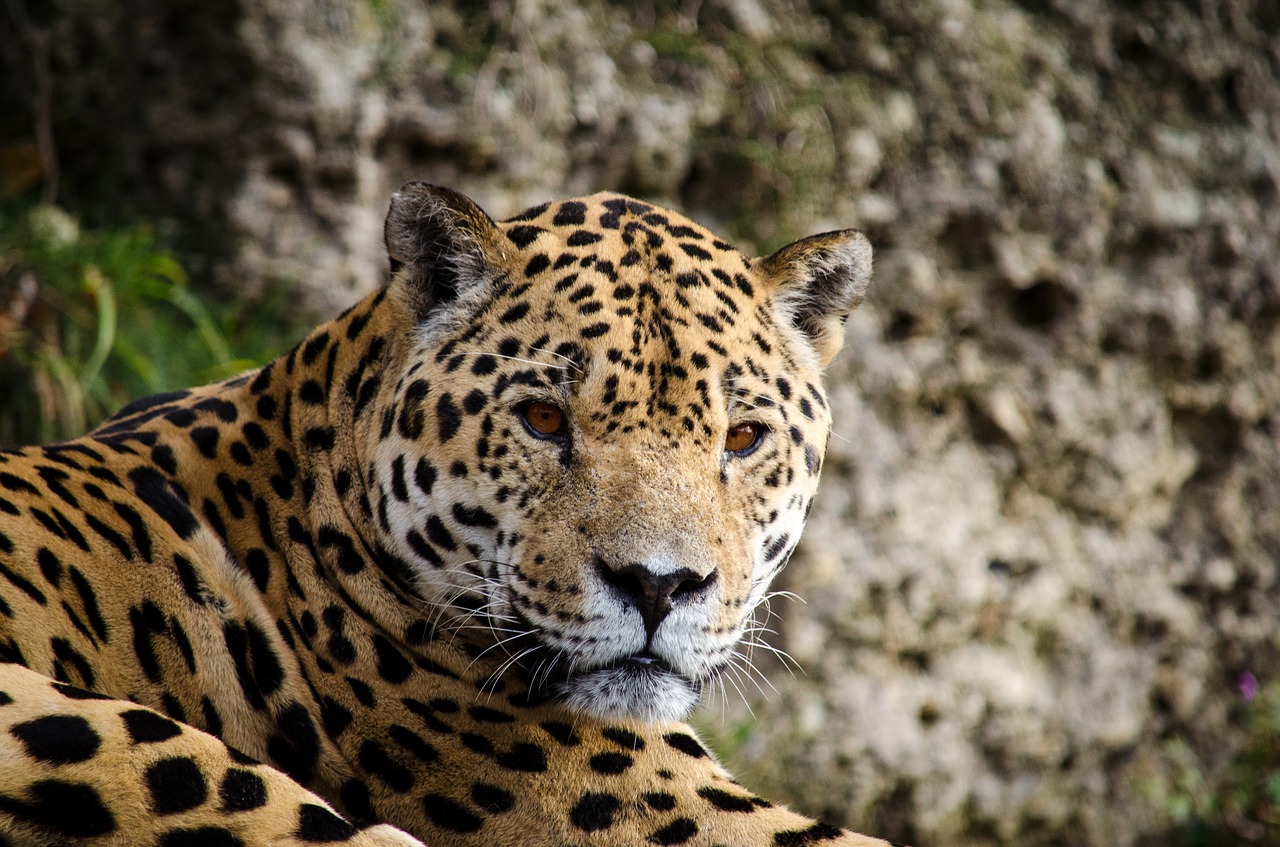 jaguar panter big cat free photo