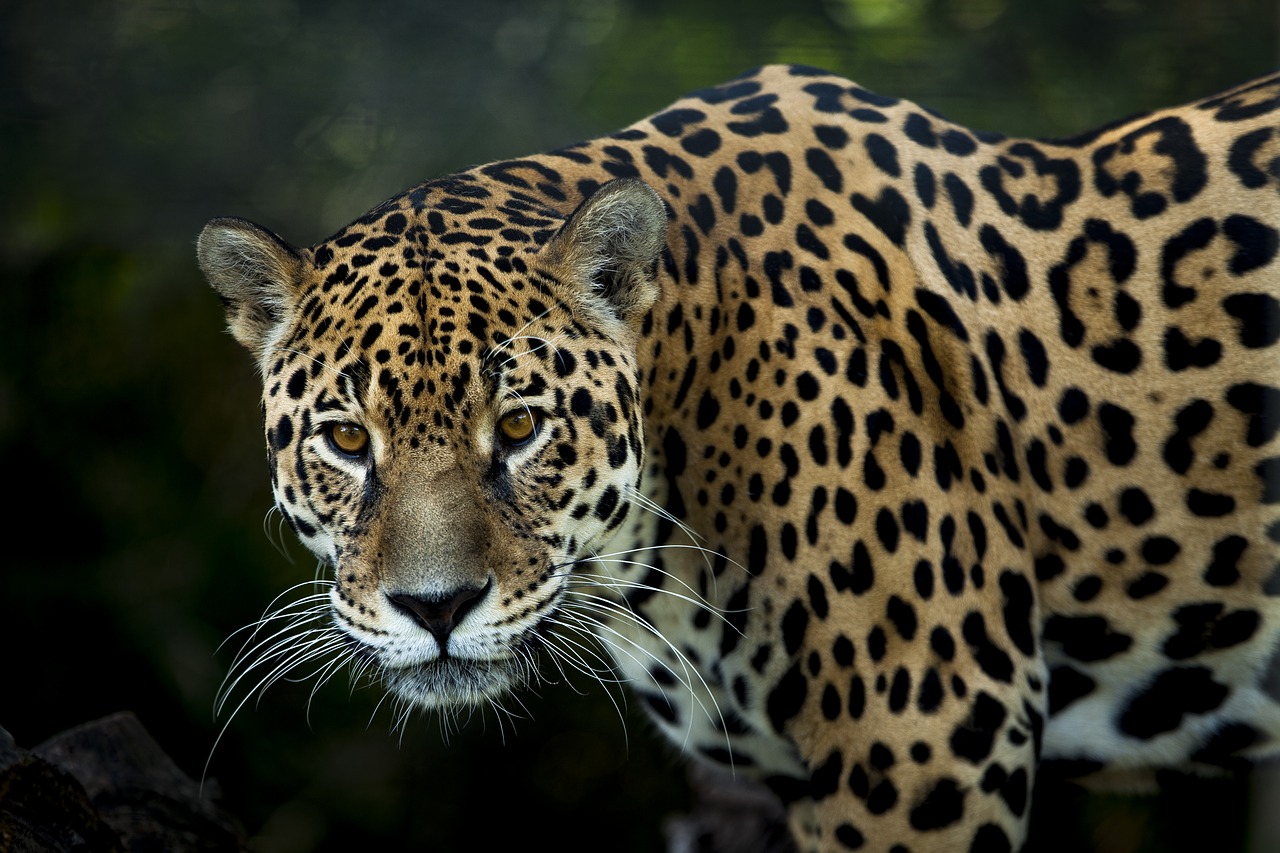 jaguar  stains  look free photo