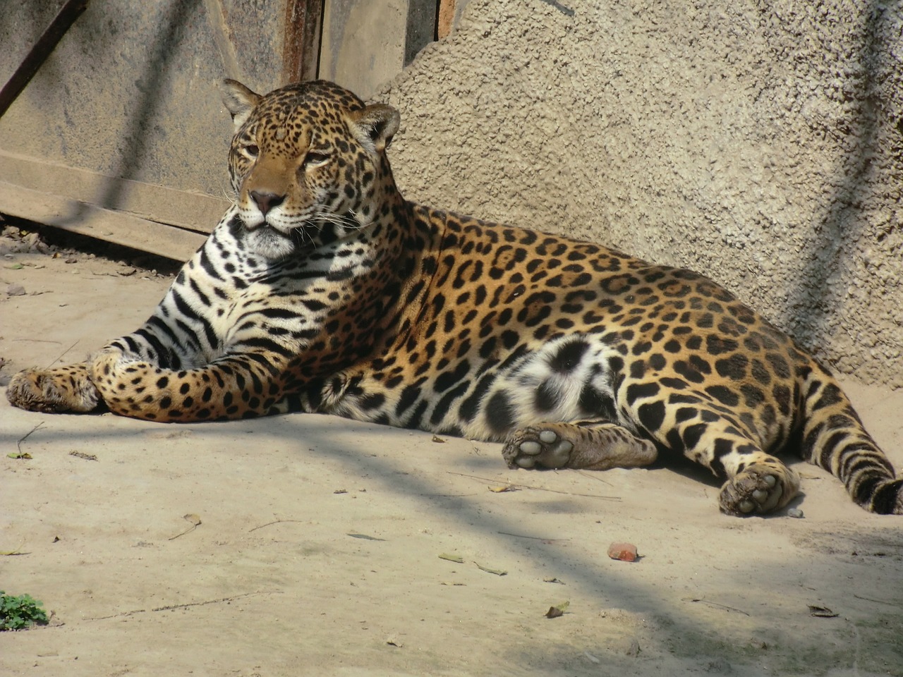 jaguar wildlife nature free photo