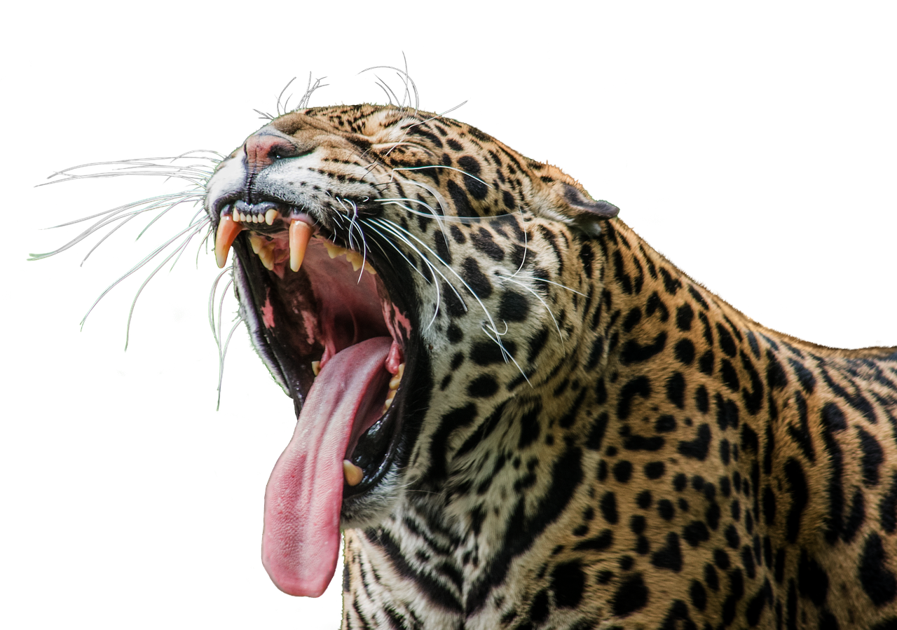 jaguar  predator  wilderness free photo