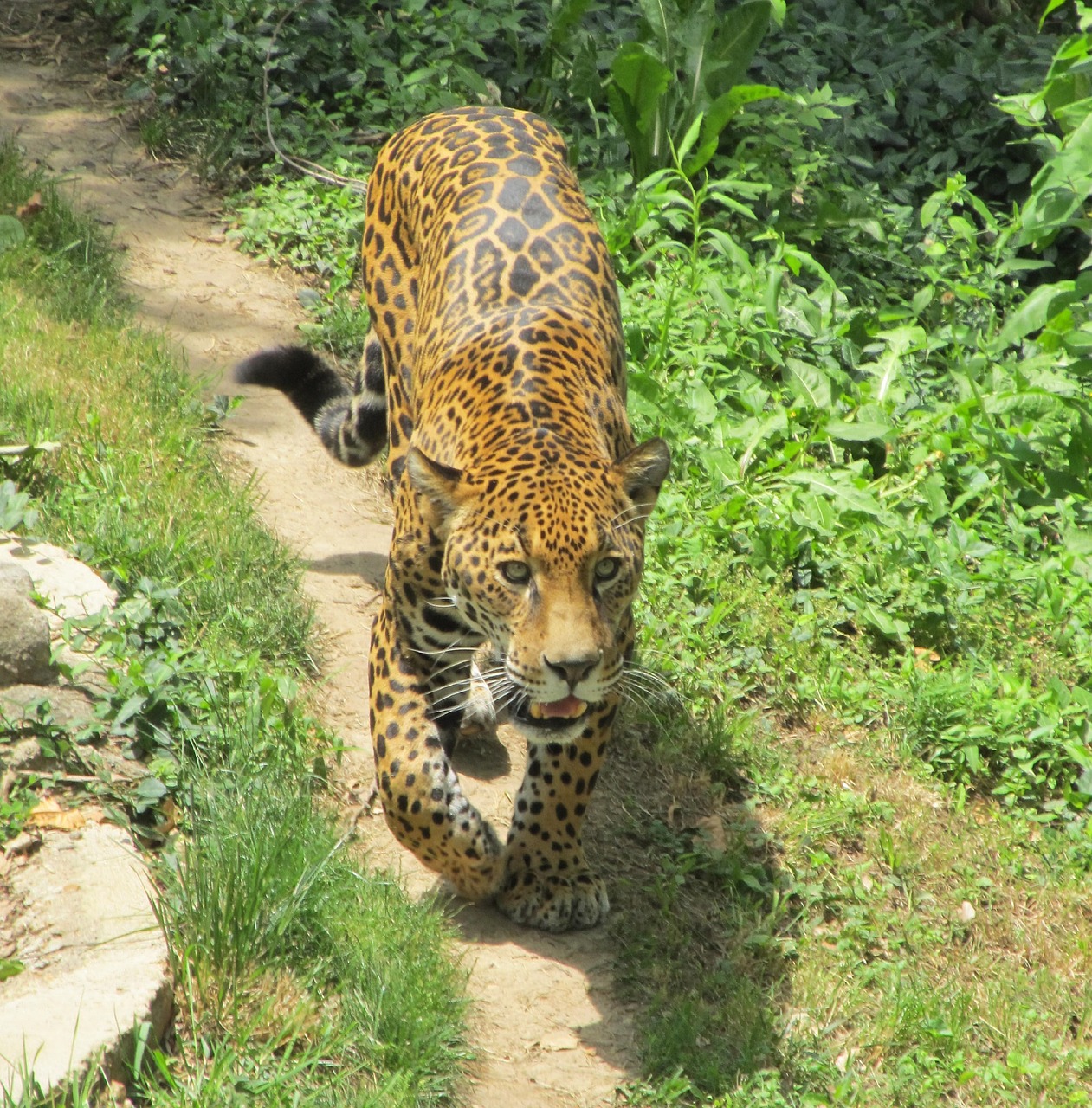 jaguar  feline  animal free photo