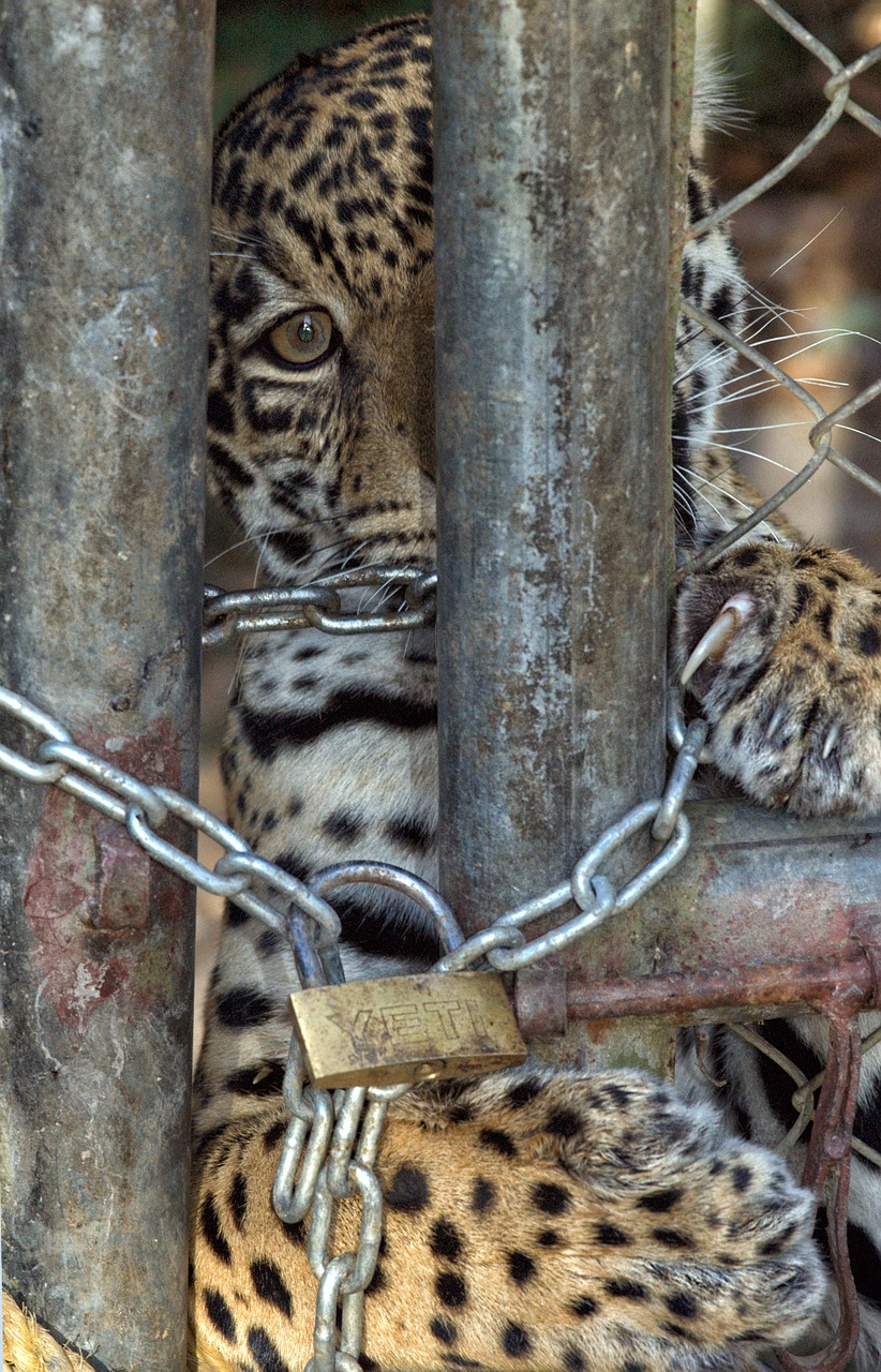 jaguar strings prison free photo