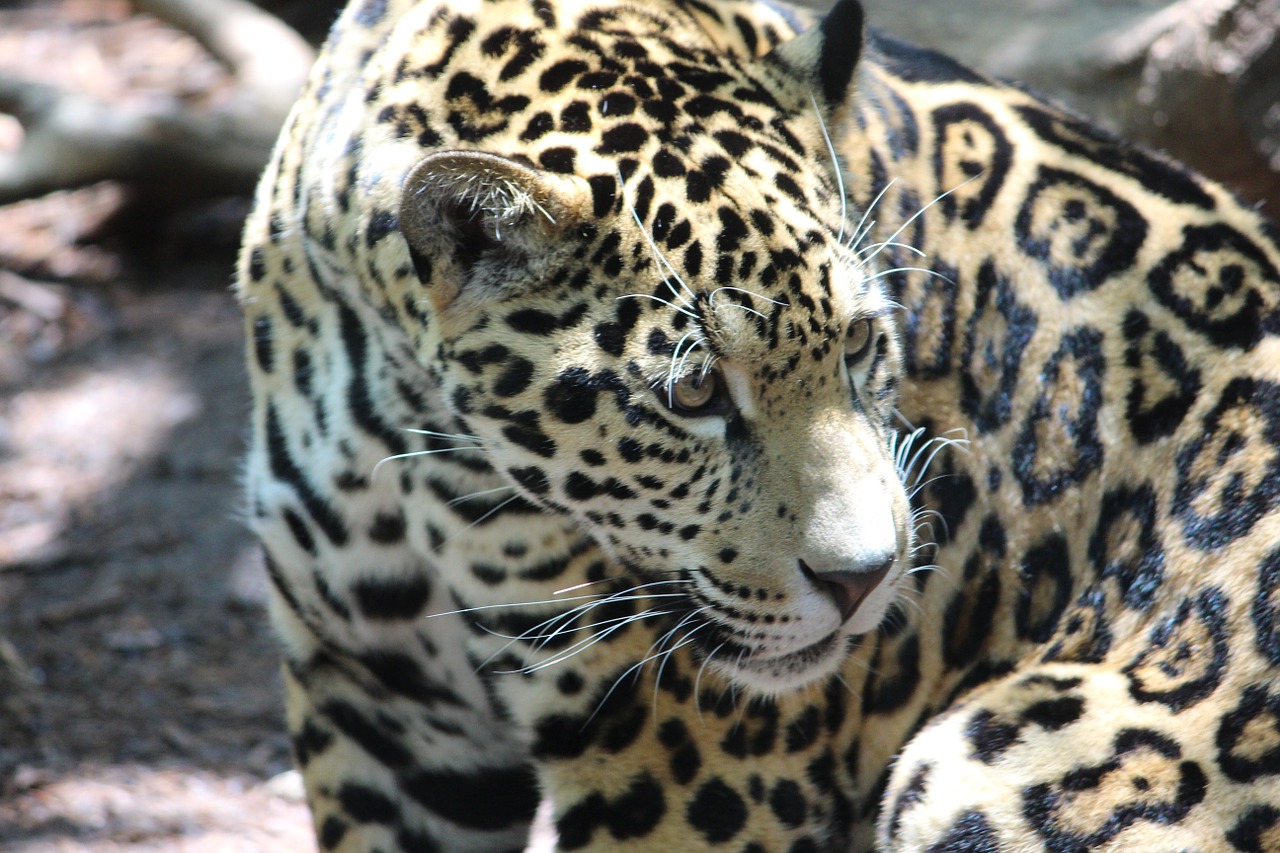 jaguar cat animal free photo