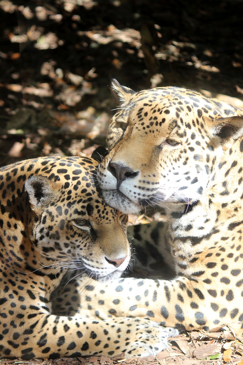 jaguar cat zoo free photo
