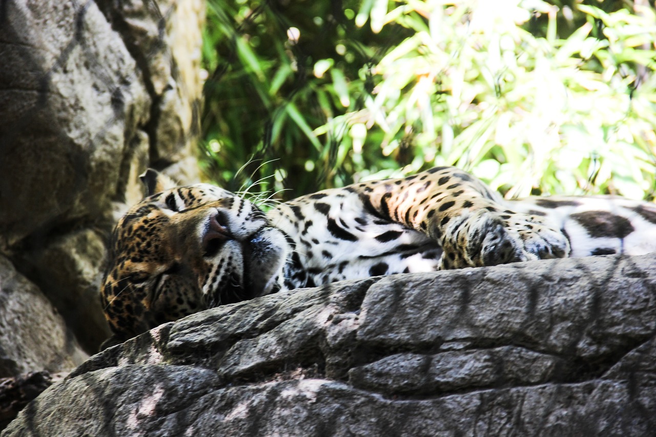 jaguar animal zoo free photo