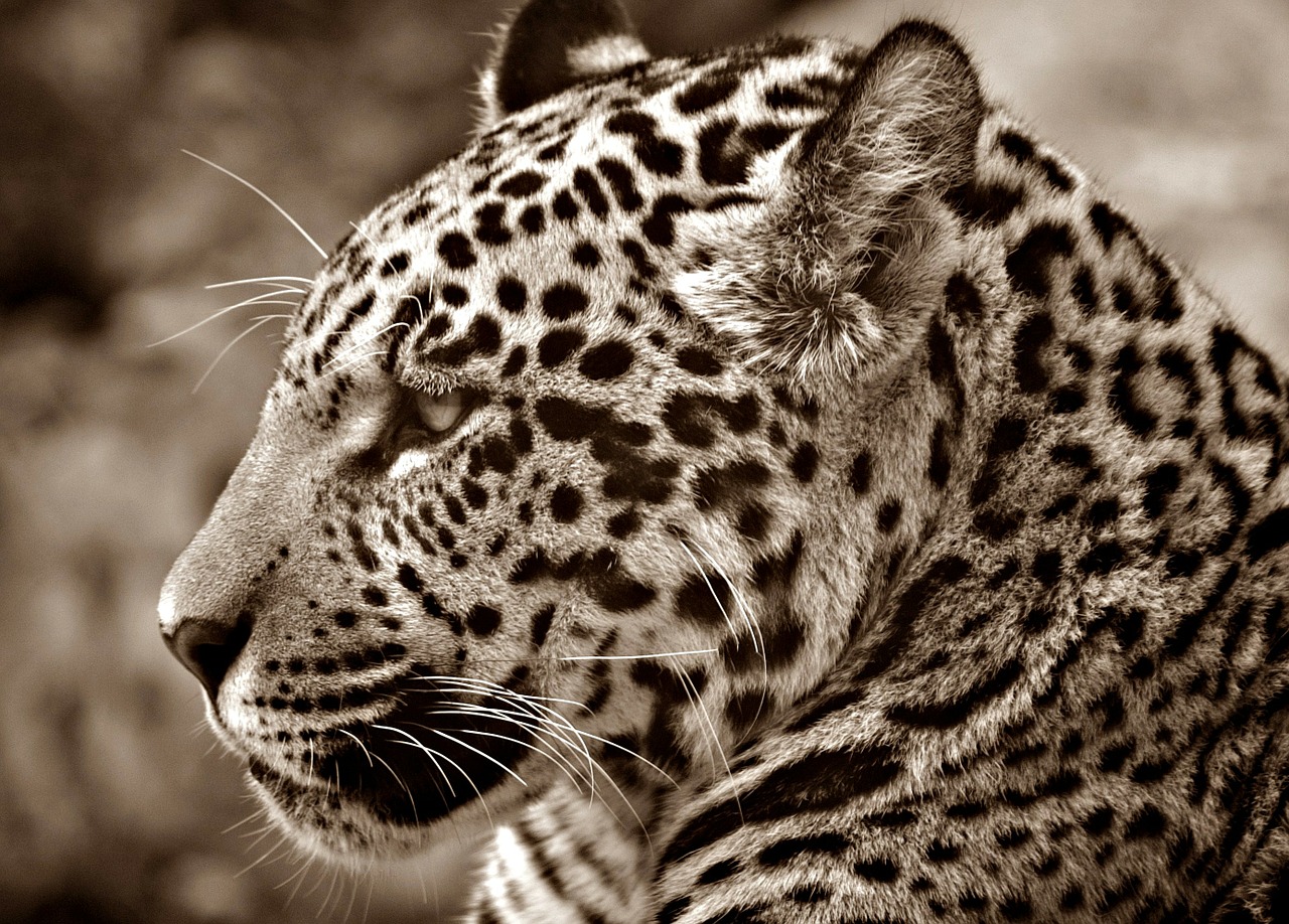jaguar halbwüchsig sepia free photo
