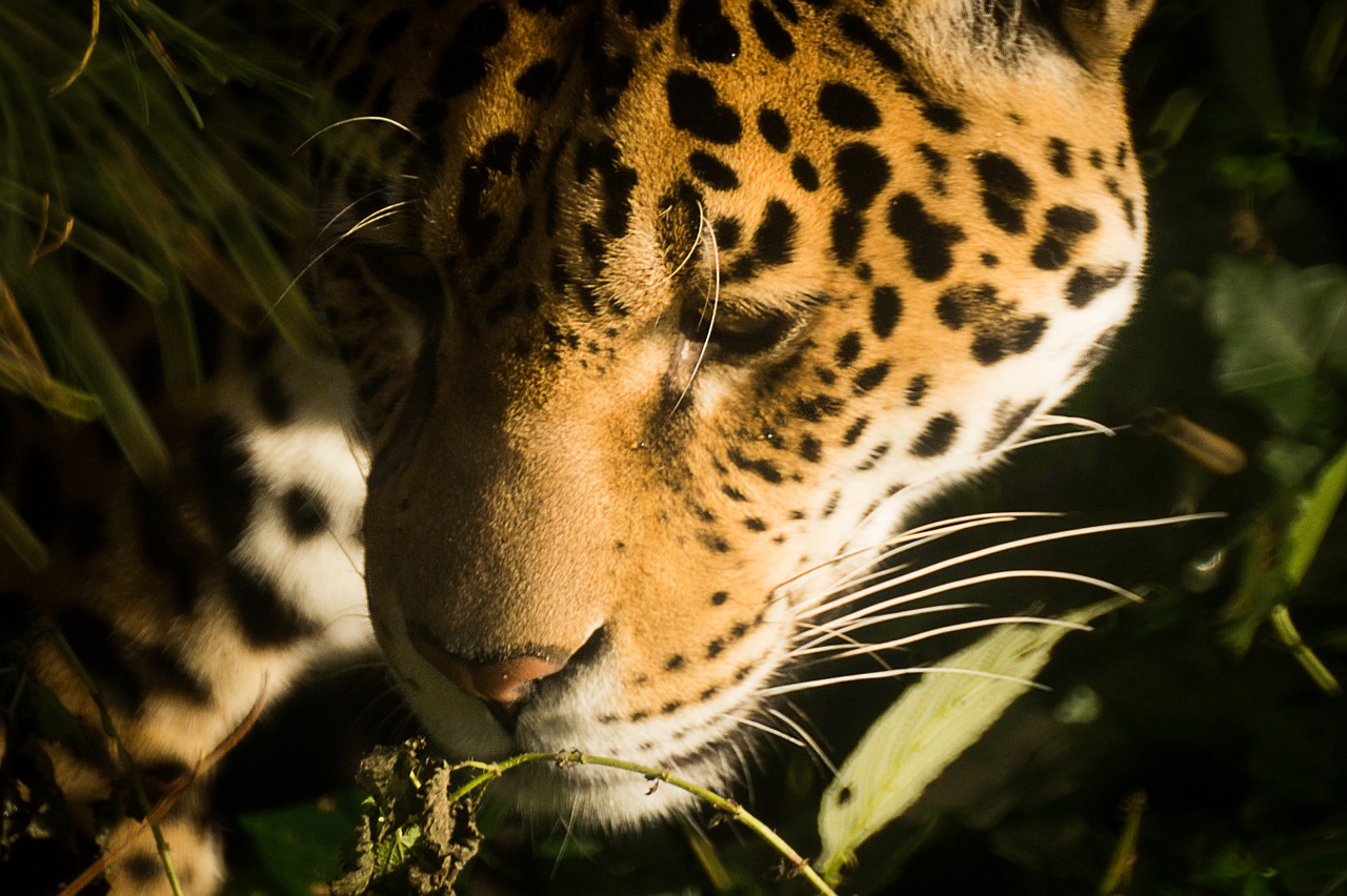 jaguar cat feline free photo