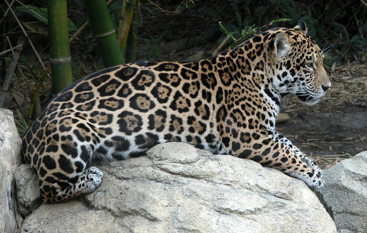 jaguar spots jungle free photo