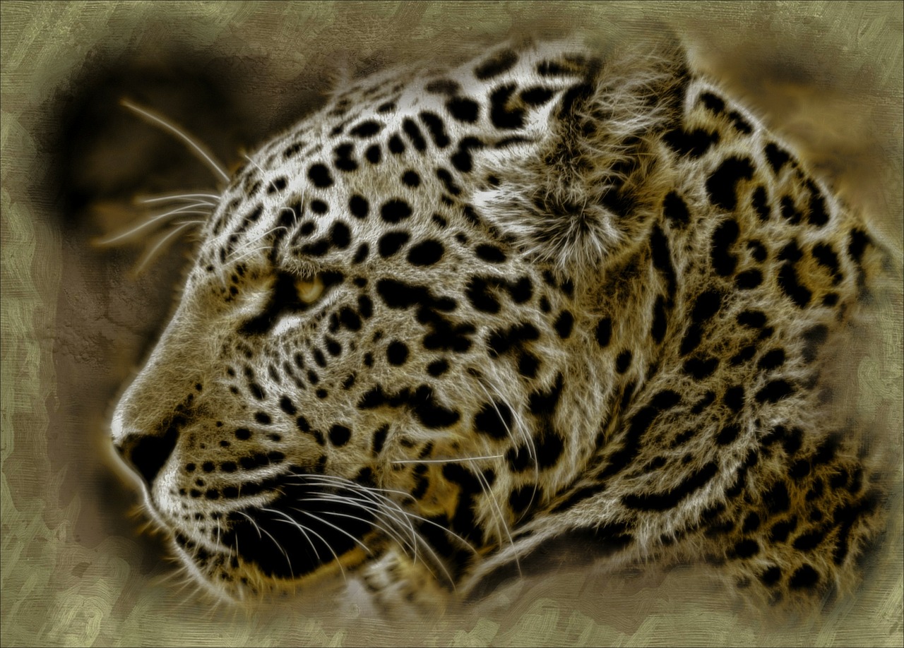 jaguar wild cat animal free photo