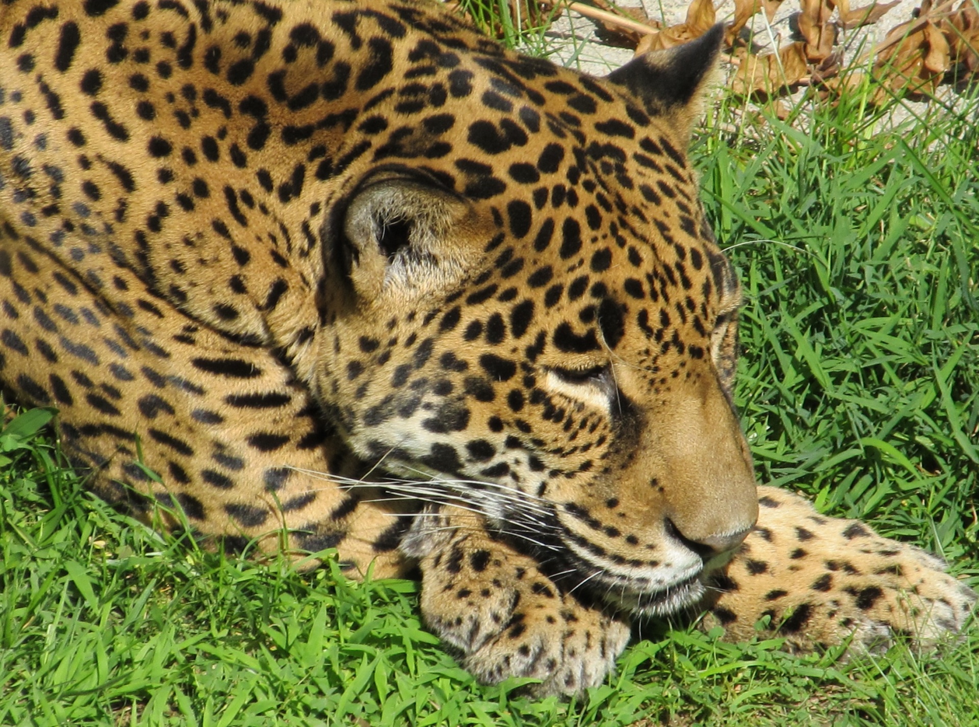 jaguar big cat carnivore free photo