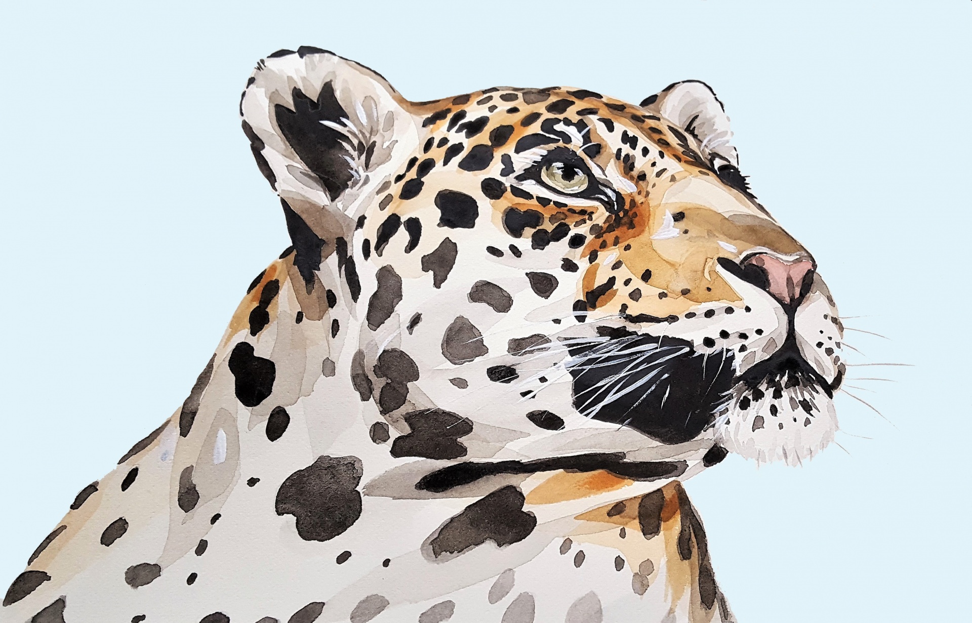 jaguar leopard panther free photo