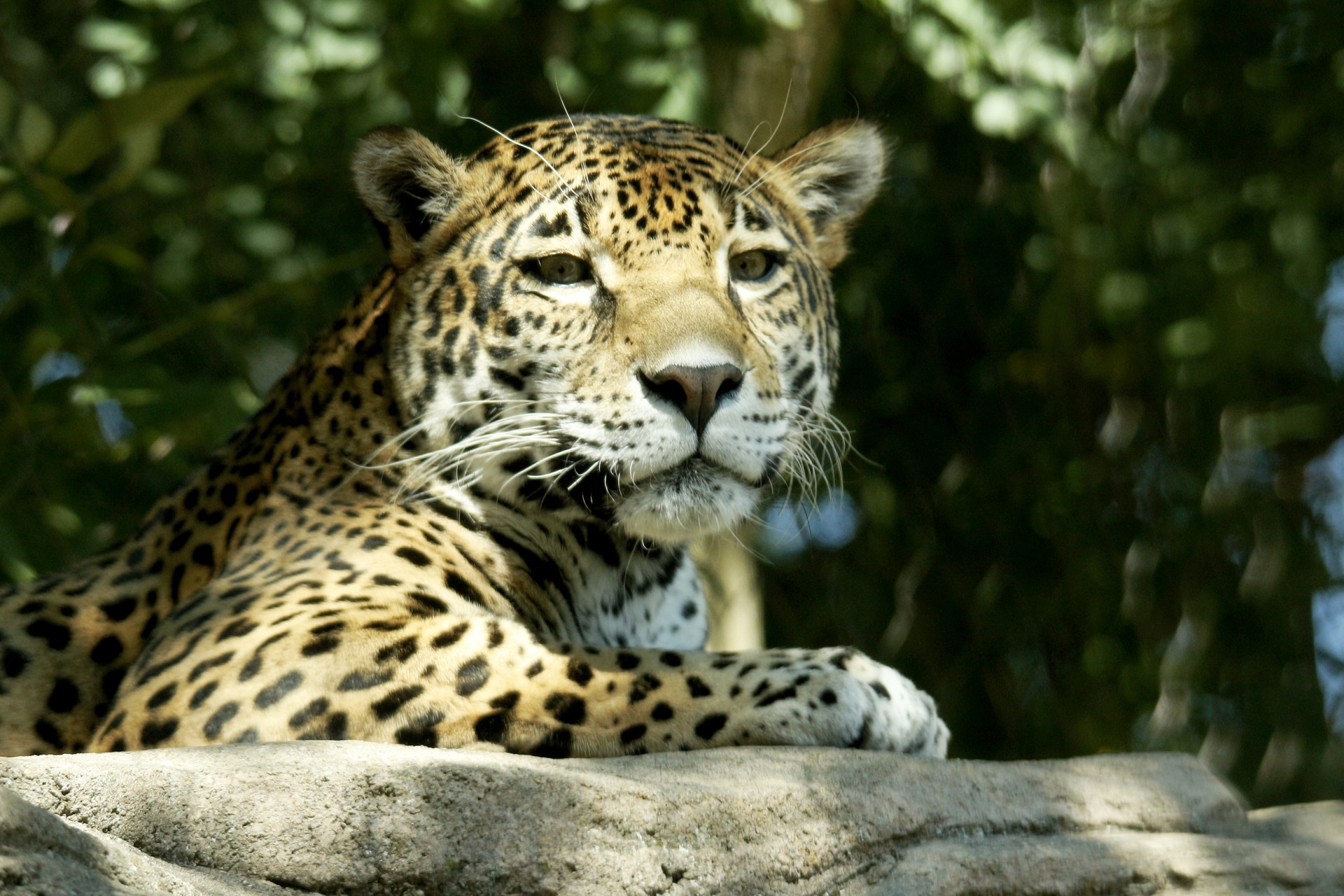 jaguar big cat spots free photo