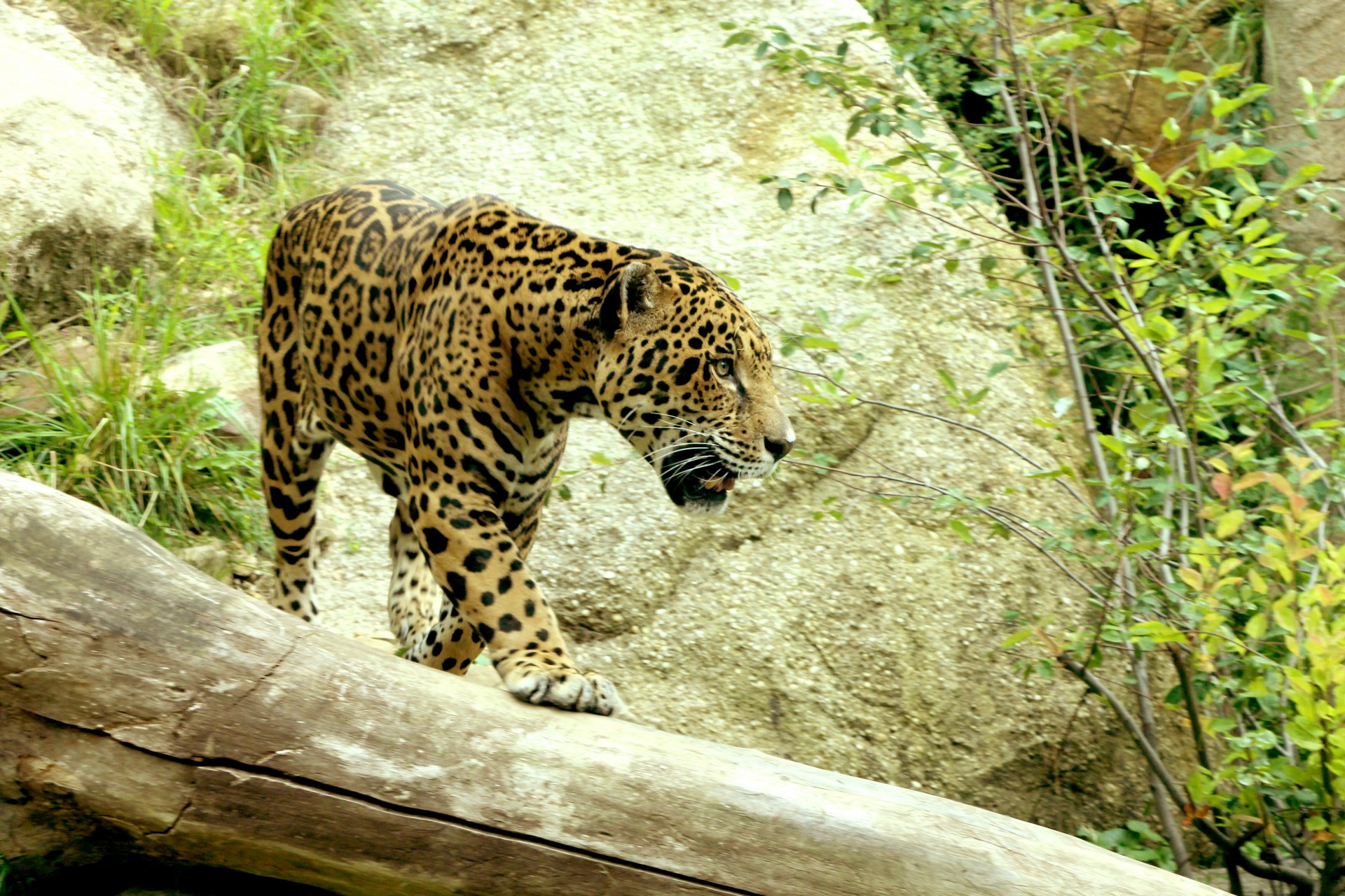 jaguar big cat prowl free photo