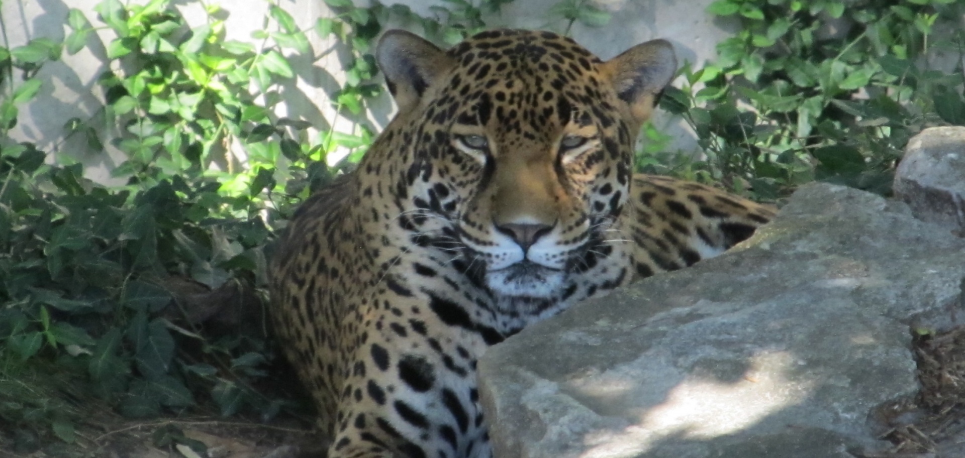 jaguar portrait big cat free photo