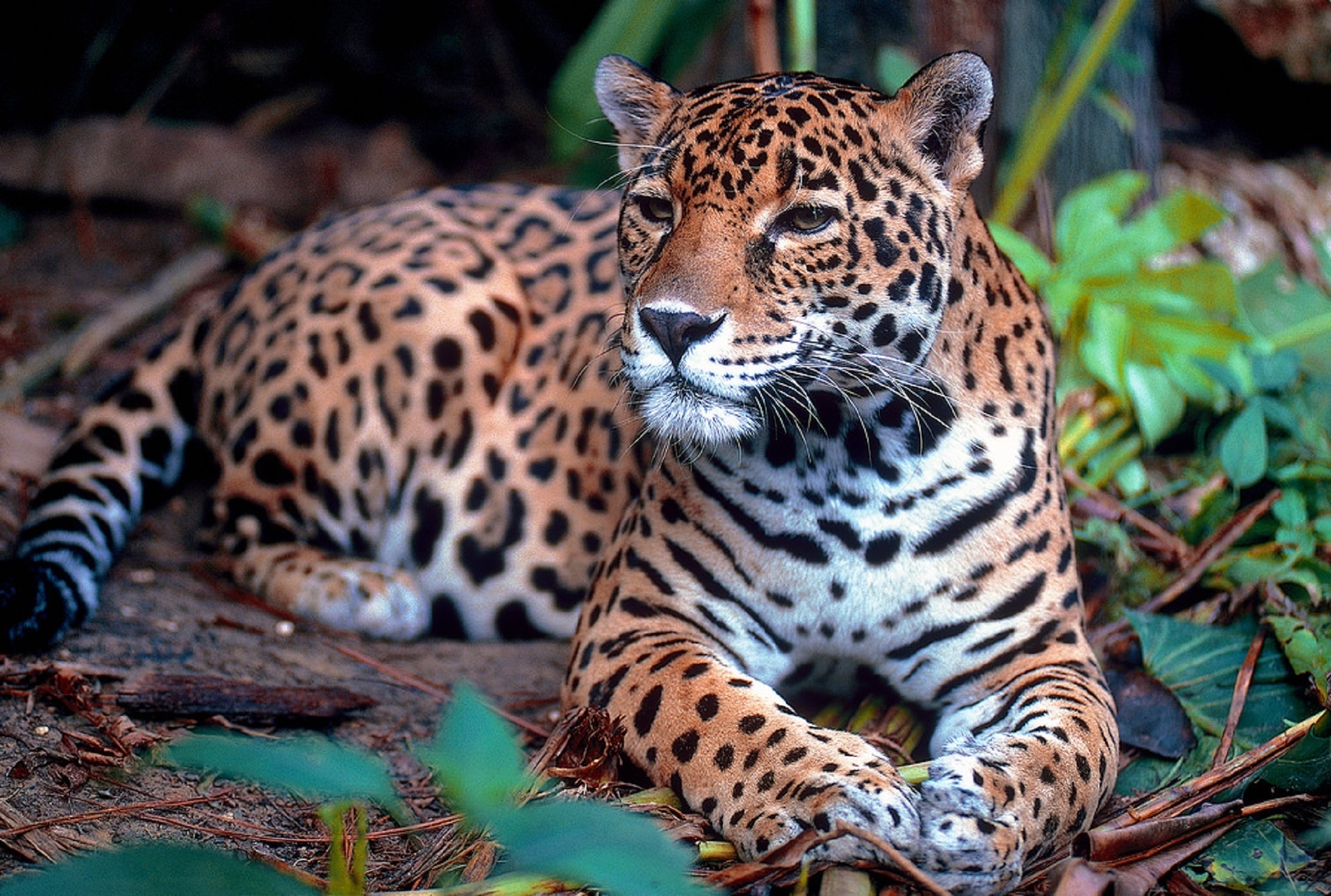 jaguar big cat carnivore free photo