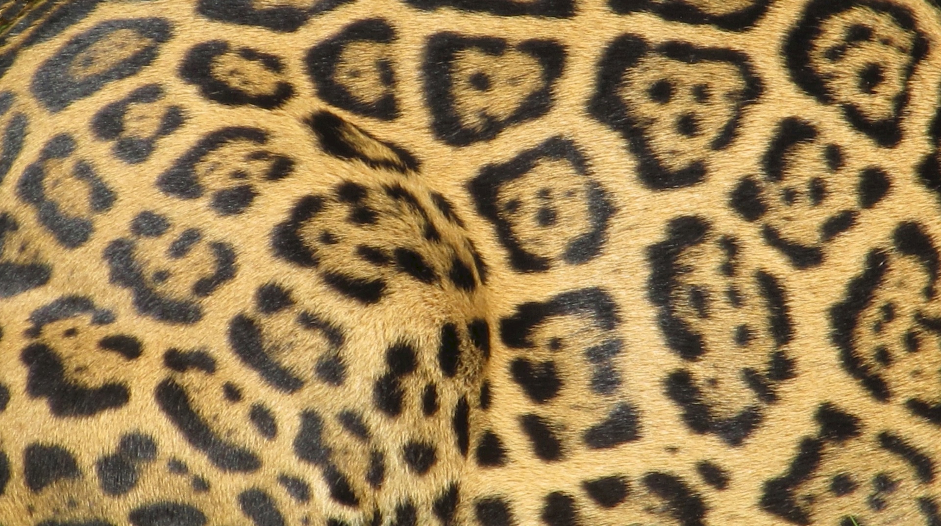 jaguar big cat coat free photo