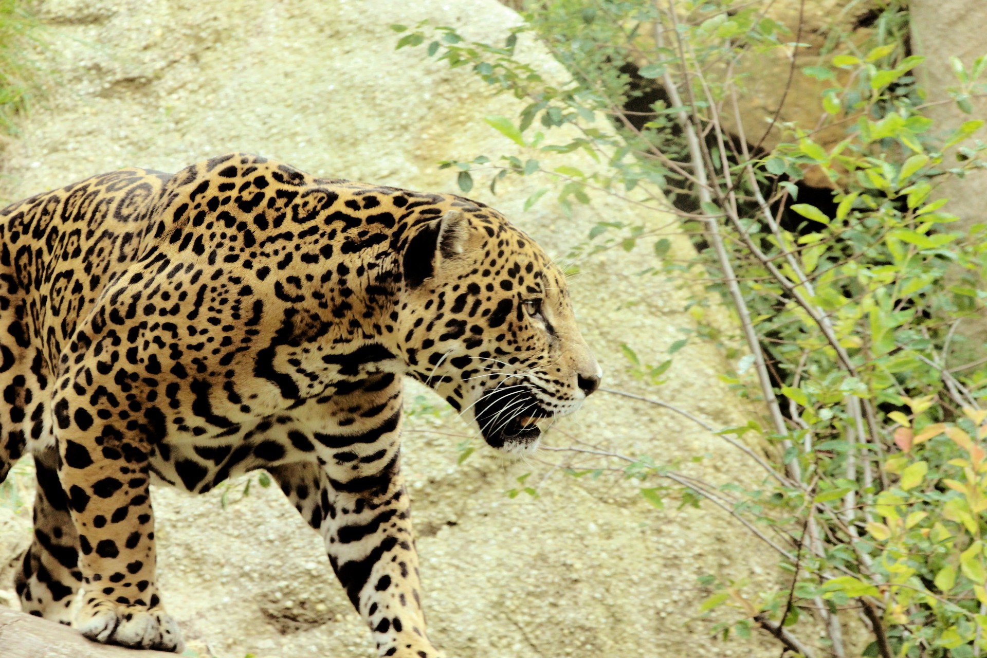 jaguar big cat predator free photo