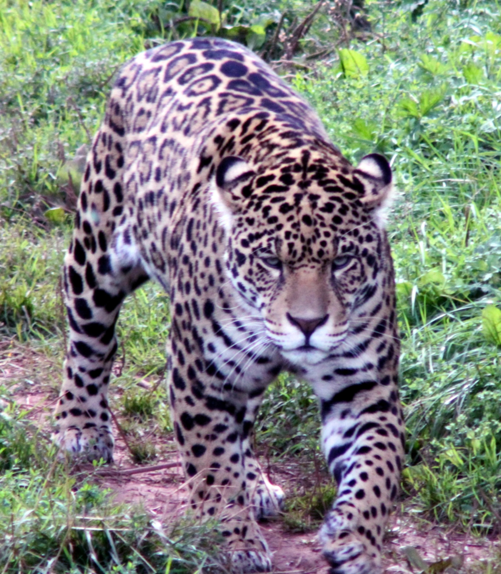 jaguar jaguar free pictures free photo