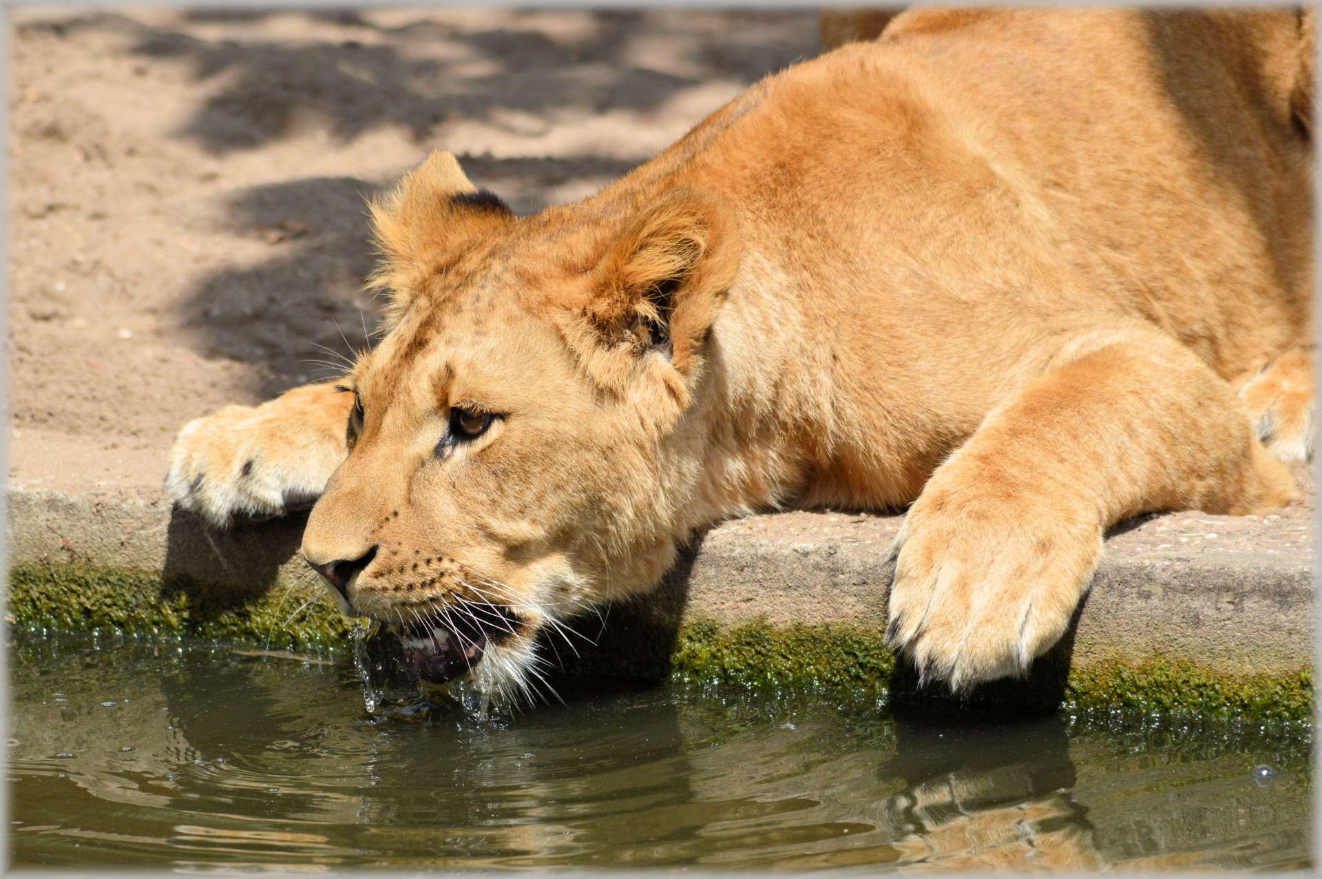 lion lioness wildlife free photo