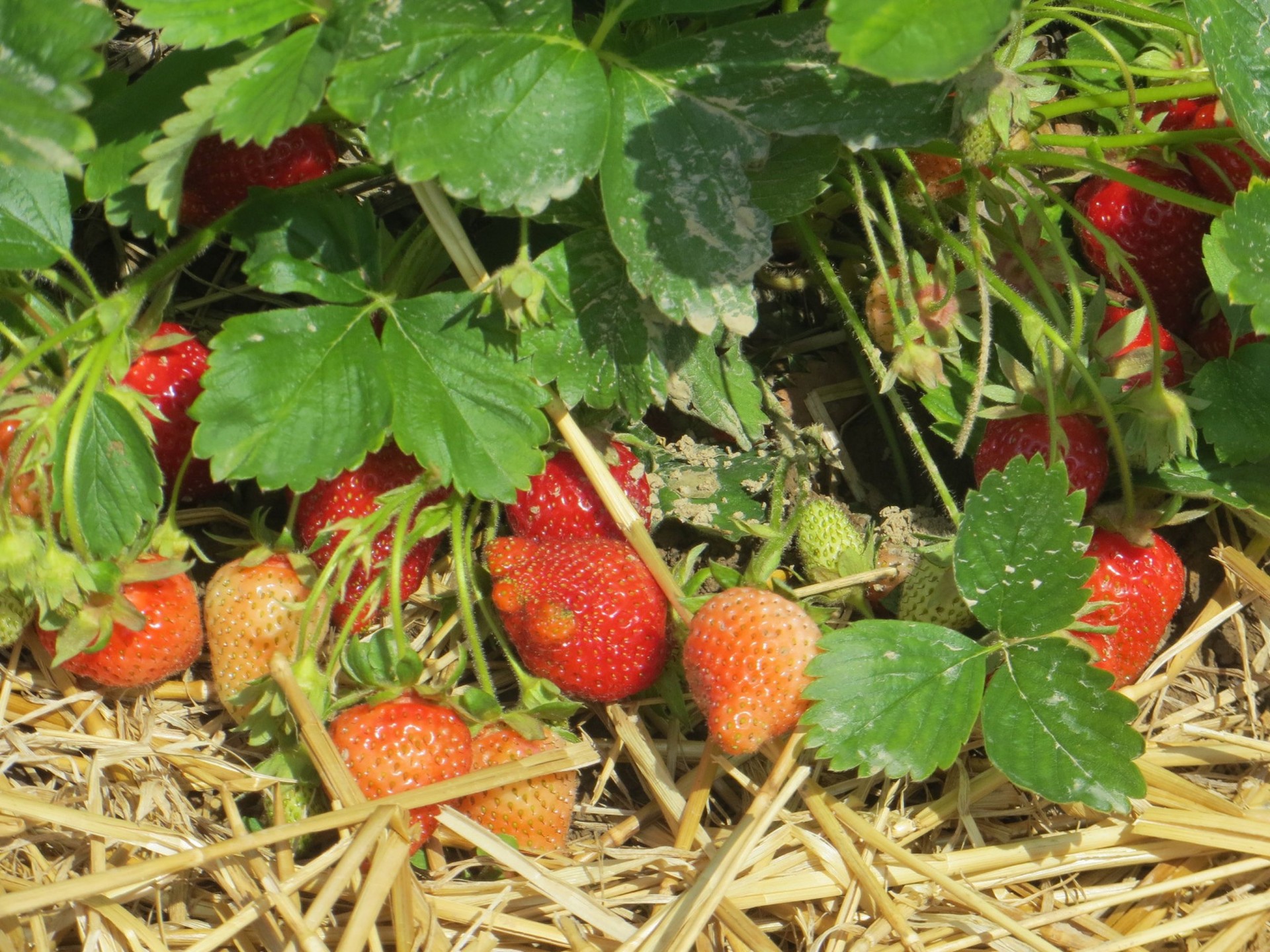 strawberry plantation summer strawberry plantation free photo