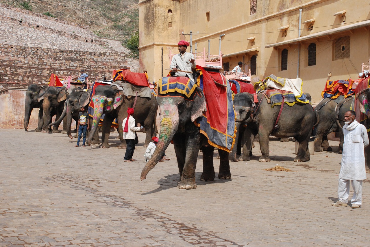 jaipur fort elephants free photo