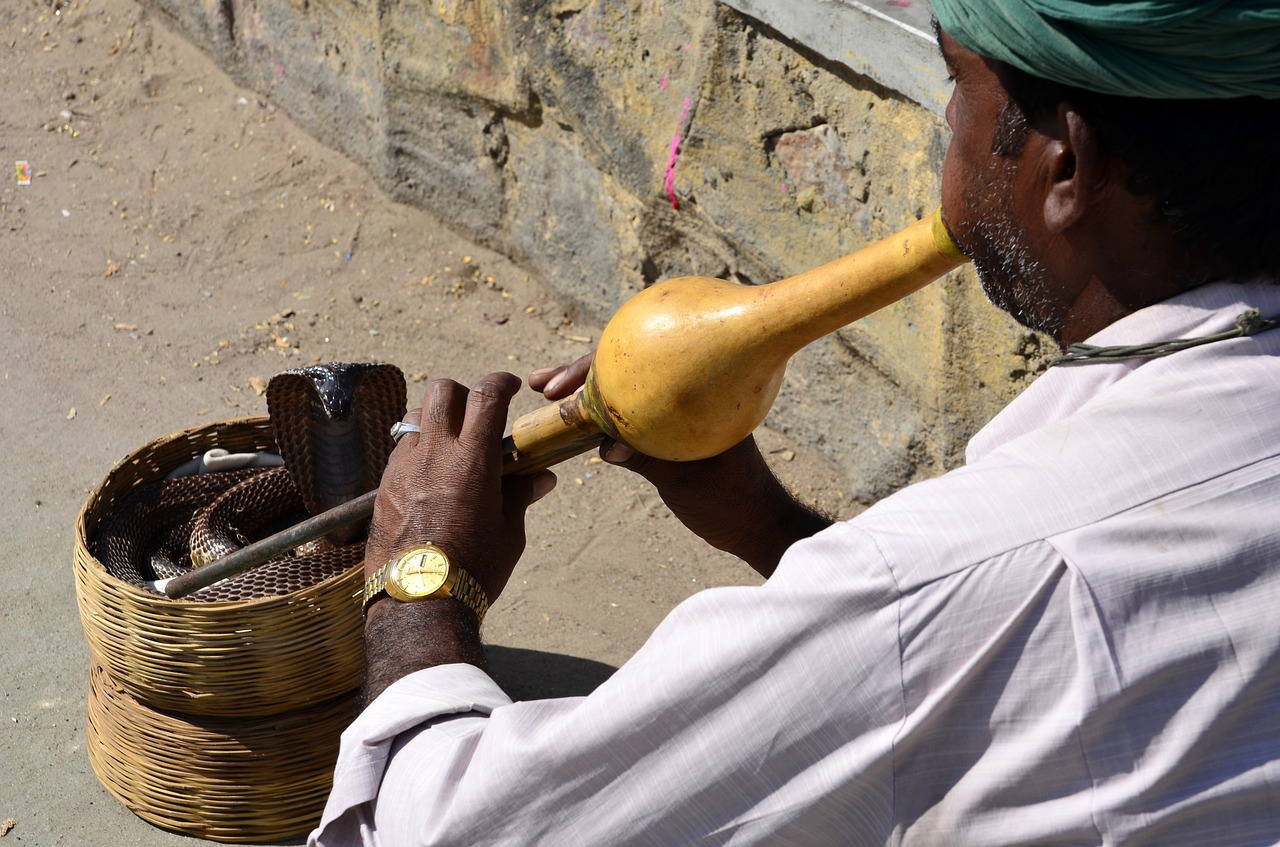 jaipur india snake free photo