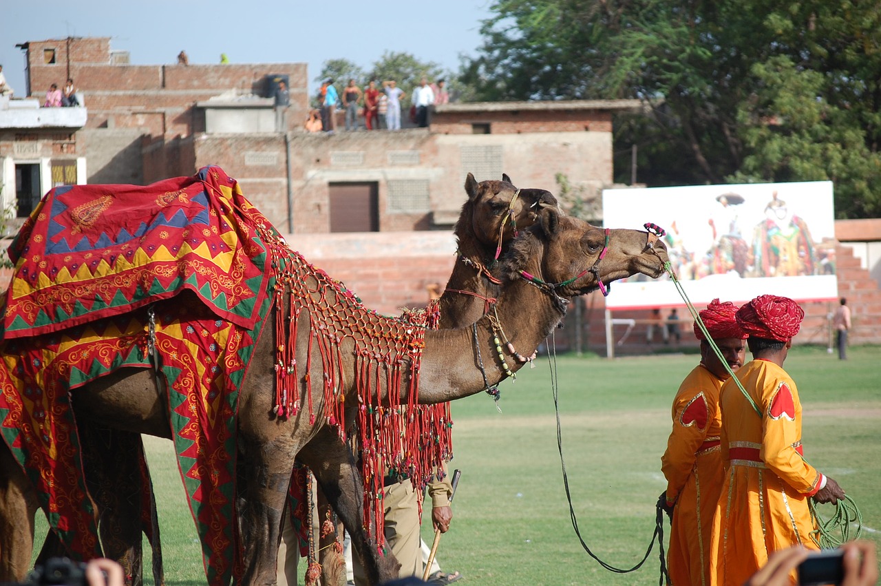 jaipur rajasthan camels free photo
