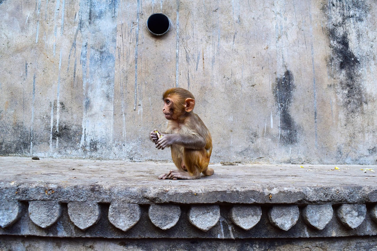 jaipur  india  monkey free photo