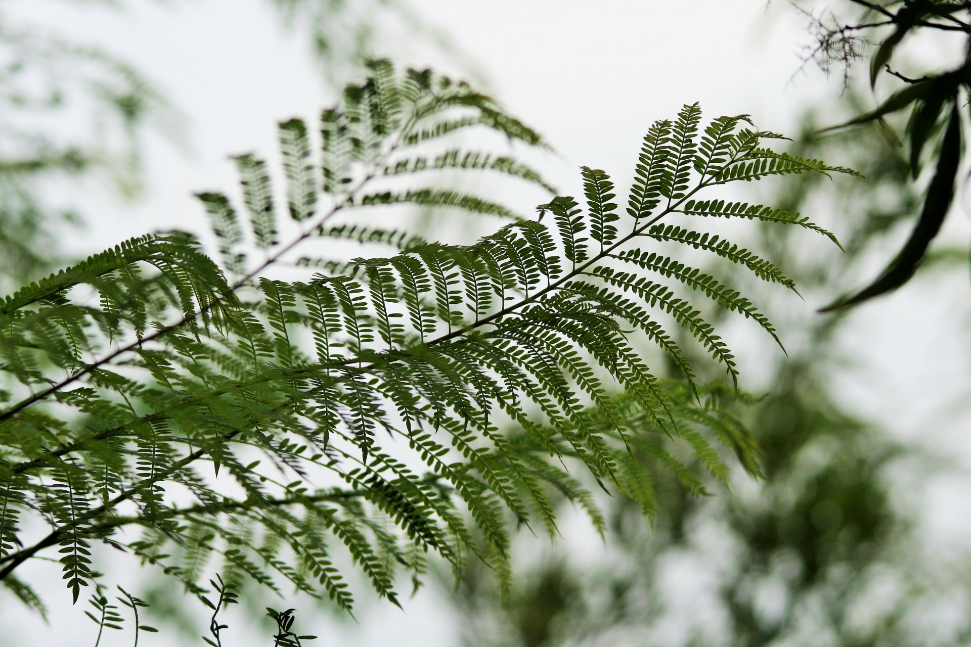 tree jakaranda leaves free photo