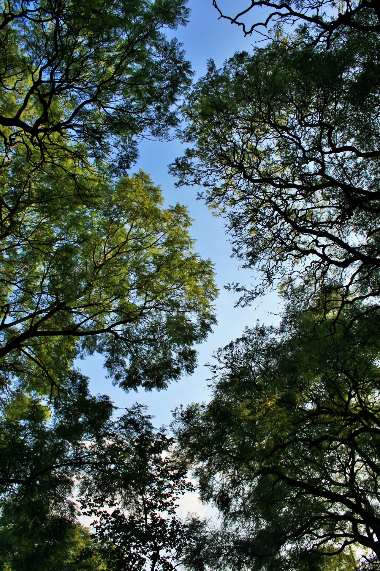 trees jacaranda foliage free photo