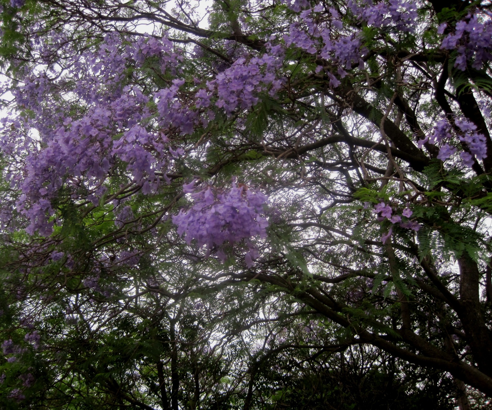 jacaranda tree spring free photo