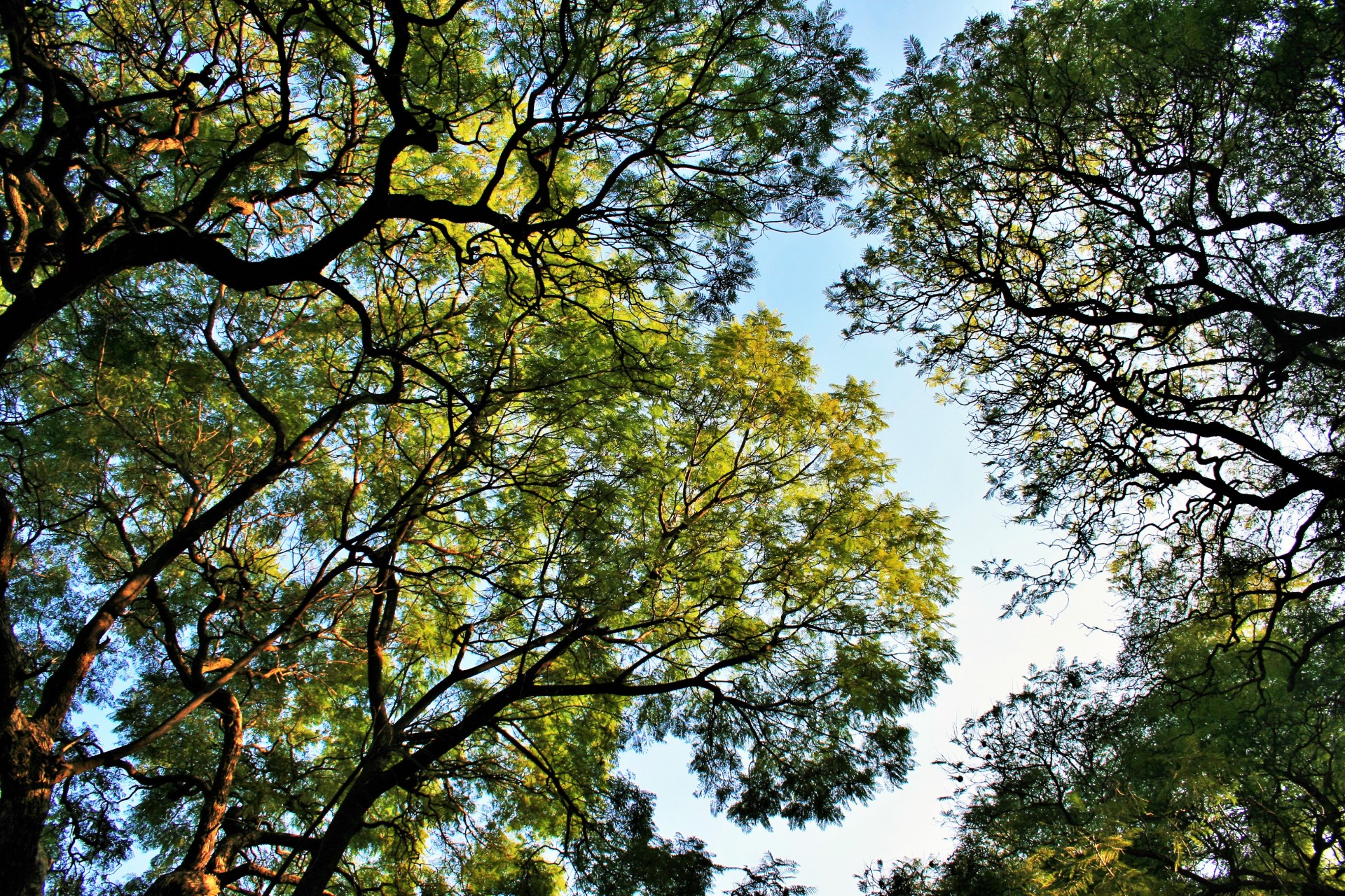 trees jacaranda foliage free photo
