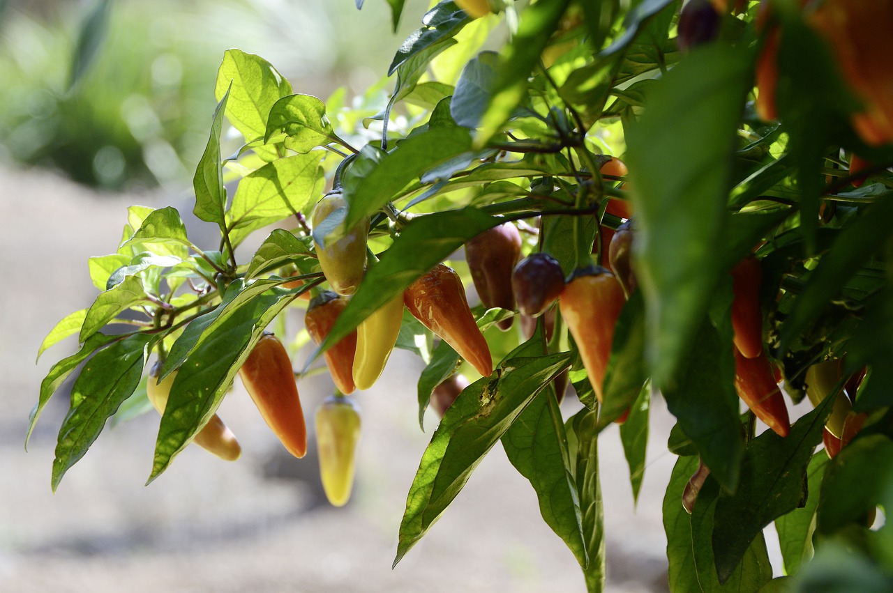 jalapeno chili plant free photo