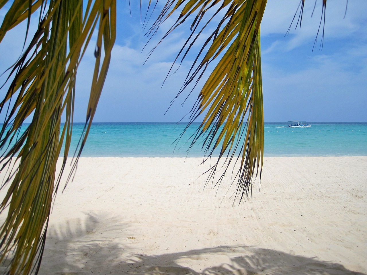 jamaica palm trees beach free photo