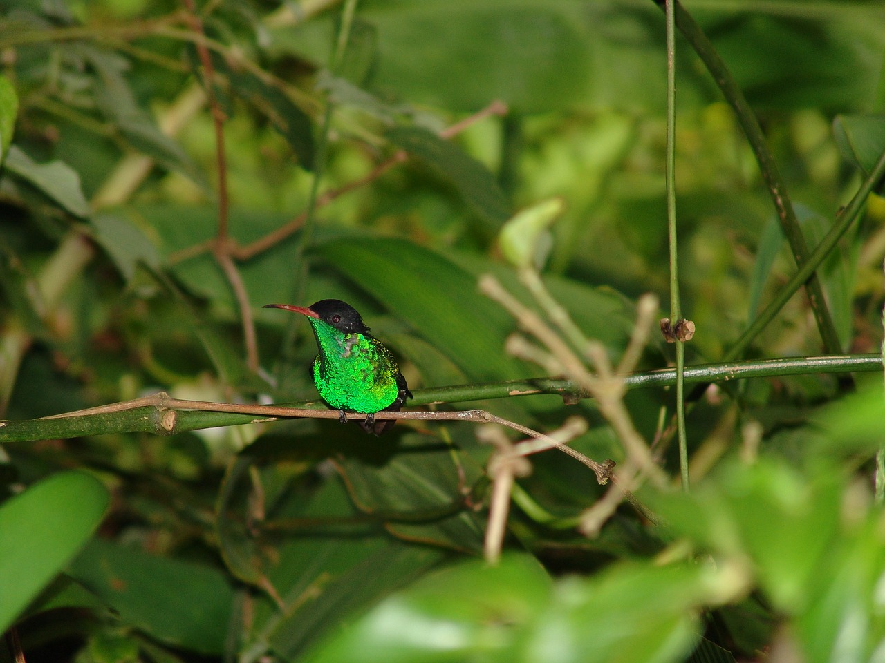 jamaica bird doctors bird free photo