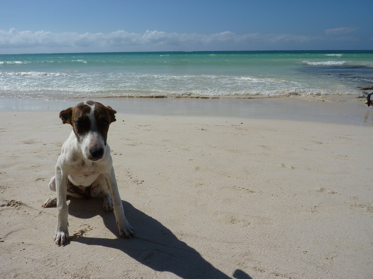 jamaica dog beach free photo