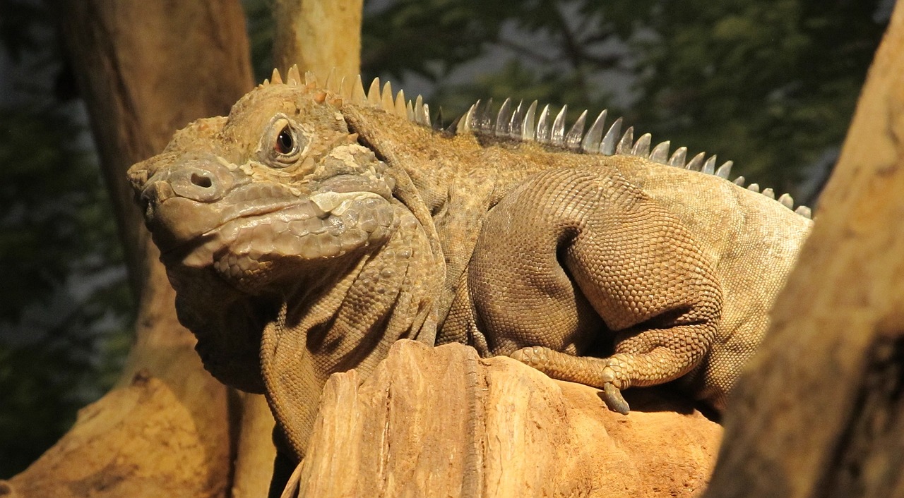 jamaican iguana reptile rare free photo