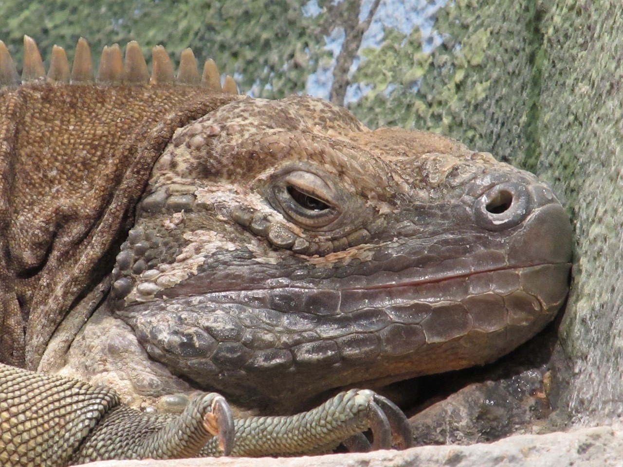 jamaican iguana reptile rare free photo