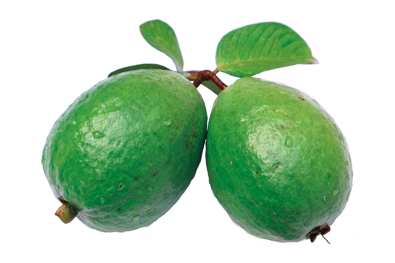 jambu guava leaf free photo